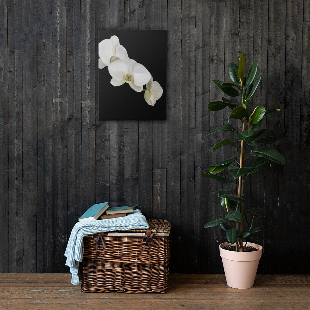 Casper’s Orchid Canvas