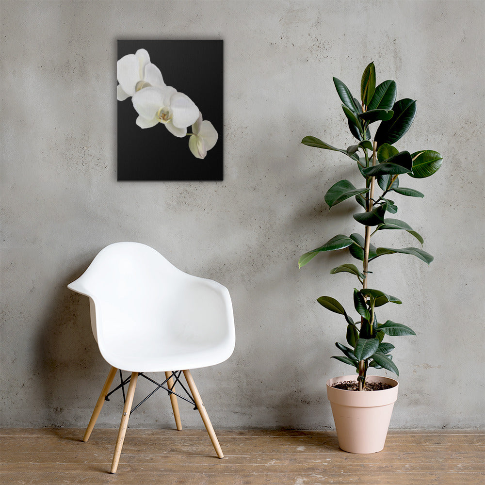 Casper’s Orchid Canvas