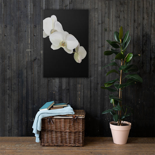 Casper’s Orchid Canvas