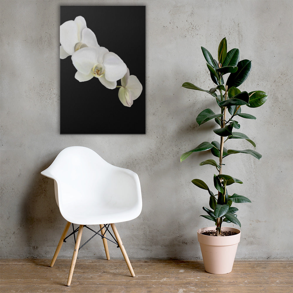 Casper’s Orchid Canvas