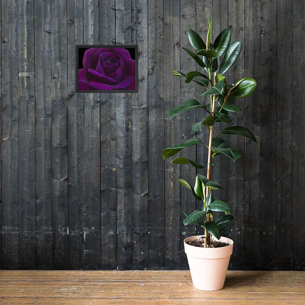 Joey’s Purple Rose Framed poster