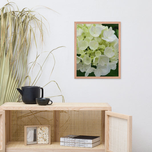 Jose’s White Hydrangea Framed poster